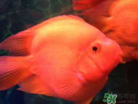 魚(yú)眼睛紅了怎么回事？魚(yú)眼睛變紅是什么原因？