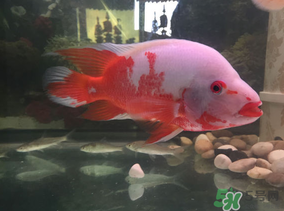 魚(yú)眼睛紅了怎么回事？魚(yú)眼睛變紅是什么原因？