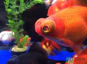 魚(yú)眼睛紅了怎么回事？魚(yú)眼睛變紅是什么原因？