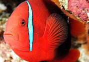 魚眼睛紅了怎么回事？魚眼睛變紅是什么原因？