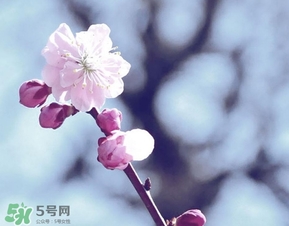 立春吃什么蔬菜？立春時令蔬菜推薦