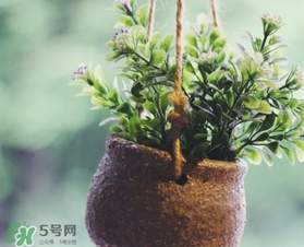 立春吃什么蔬菜？立春時令蔬菜推薦