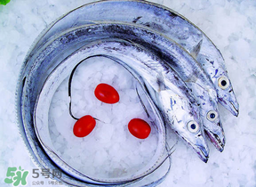 帶魚多少錢一斤？帶魚多少錢一箱？