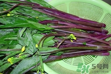 紅菜苔是苦的嗎？紅菜苔為什么有苦味？