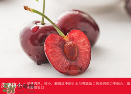 車?yán)遄幽睦锂a(chǎn)的最好？車?yán)遄赢a(chǎn)地在哪里？