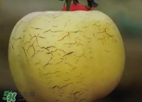 蘋果裂紋能吃嗎？蘋果裂紋是怎么回事？