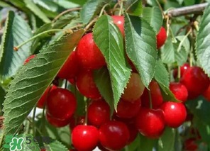 車?yán)遄邮裁醇竟?jié)吃？車?yán)遄邮鞘裁醇竟?jié)的水果？