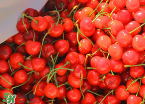 車?yán)遄邮裁醇竟?jié)吃？車?yán)遄邮鞘裁醇竟?jié)的水果？