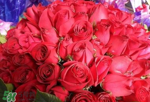 情人節(jié)送什么顏色的玫瑰花好？情人節(jié)送幾朵玫瑰花好？