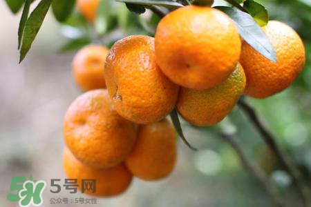 沙糖桔可以放冰箱保存嗎？沙糖桔能冷凍嗎？
