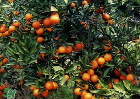 血橙多少錢一斤？四川血橙多少錢一斤？