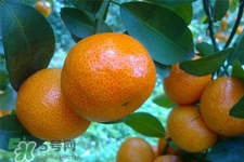 冰糖橘熱量高嗎？吃冰糖橘會(huì)發(fā)胖嗎？
