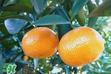 糖尿病可以吃橘子嗎？糖尿病任能吃橘子嗎？