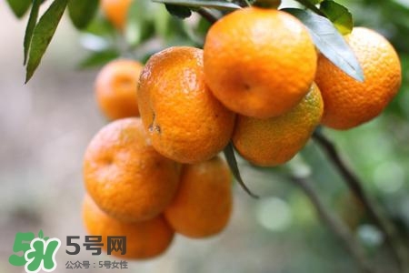 孕婦可以吃蜜桔嗎？懷孕了能吃蜜桔嗎？
