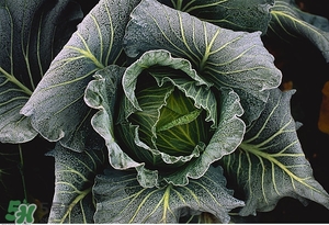 老人吃什么好？老人飲食注意事項(xiàng)