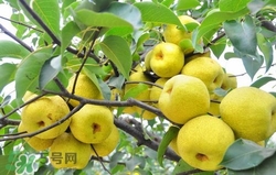 冬天吃梨子太冰怎么辦？冬天怎么吃梨子不冰？