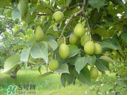 香梨的皮能吃嗎？香梨皮的好處