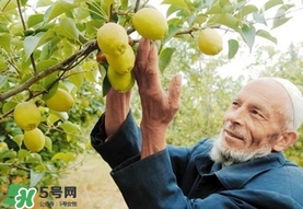 香梨吃多了會怎樣？香梨一天可以吃幾個？