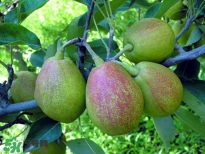 香梨吃多了會怎樣？香梨一天可以吃幾個？