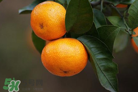 橘子煮熟后為什么發(fā)苦？橘子煮水有什么好處嗎？