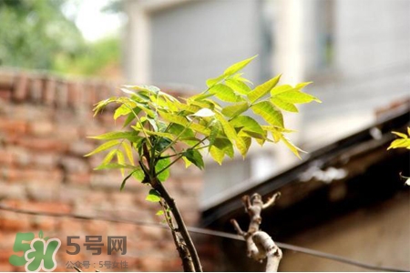 春天養(yǎng)生吃什么粥好？春季養(yǎng)生粥品有哪些？
