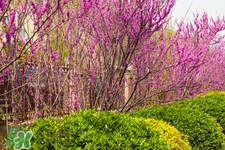 春天養(yǎng)生吃什么粥好？春季養(yǎng)生粥品有哪些？