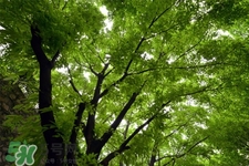 春季養(yǎng)肝有什么好處？春季養(yǎng)心護肝注意四點