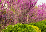 春天養(yǎng)生吃什么菜好？春季養(yǎng)生必吃四種養(yǎng)生菜