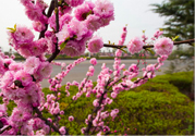 春天養(yǎng)生吃什么粥好？春季養(yǎng)生粥品有哪些？