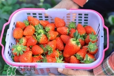 春天可以去摘草莓嗎？春天有草莓摘嗎？