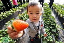 剛摘的草莓可以吃嗎？剛摘的草莓不洗能吃嗎？