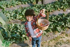 剛摘的草莓可以吃嗎？剛摘的草莓不洗能吃嗎？