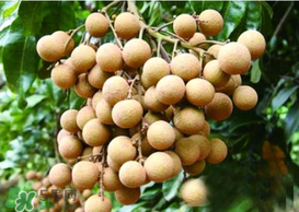 桂圓皮長(zhǎng)霉了能吃嗎？桂圓皮發(fā)霉了里面可以吃嗎？