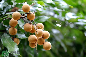 龍眼一天吃多少合適？每天吃幾個(gè)龍眼合適？