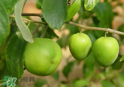 吃青棗會(huì)拉肚子嗎？拉肚子可以吃青棗嗎？