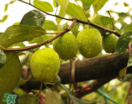 來月經(jīng)可以吃青棗嗎？月經(jīng)可以吃青棗嗎？
