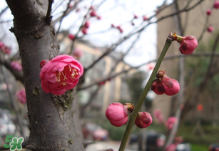 立春后種什么花？立春時開的花有哪些？