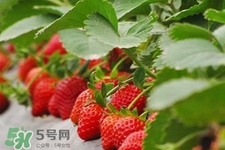現(xiàn)摘的草莓有農(nóng)藥嗎？怎么辨別草莓打過農(nóng)藥？