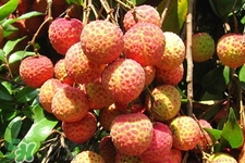 吃荔枝會(huì)酒駕嗎？為什么吃荔枝會(huì)酒駕？