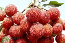 吃荔枝會(huì)酒駕嗎？為什么吃荔枝會(huì)酒駕？