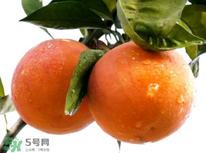 血橙為什么沒(méi)有血絲？血橙為什么不紅？