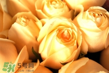 情人節(jié)可以送黃玫瑰嗎？情人節(jié)送黃玫瑰好嗎？