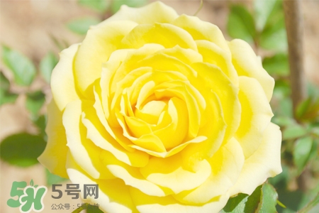 情人節(jié)可以送黃玫瑰嗎？情人節(jié)送黃玫瑰好嗎？