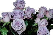 情人節(jié)可以送紫玫瑰嗎？情人節(jié)送紫玫瑰好嗎？