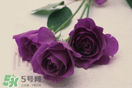 送紫玫瑰有什么含義？紫色玫瑰代表什么意思？