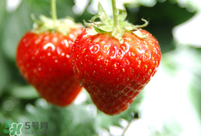小孩咳嗽可以吃草莓嗎？小孩發(fā)燒可以吃草莓好？