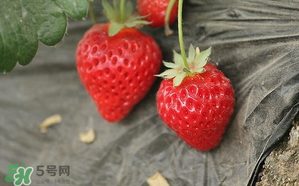寶寶吃草莓會(huì)過敏嗎？寶寶吃草莓過敏怎么辦？