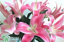 百合花怎么養(yǎng)？百合花在家怎么養(yǎng)？