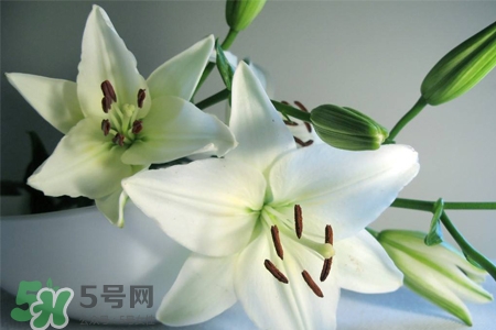 百合花怎么養(yǎng)？百合花在家怎么養(yǎng)？