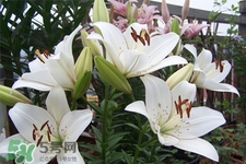 百合花葉子發(fā)黃怎么回事？百合花葉子發(fā)黃怎么辦？